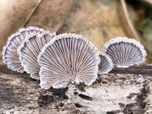 Paprastoji alksniabudė nuotrauka