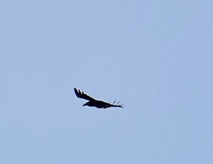 Corvus corax