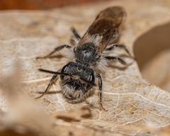 Andrena erigeniae