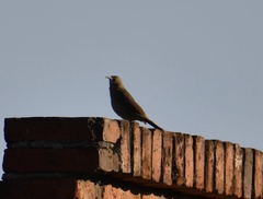 Toxostoma curvirostre