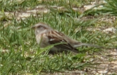 Spizelloides arborea