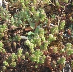 Sedum arenarium