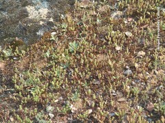 Sedum arenarium