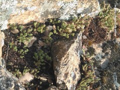 Sedum arenarium