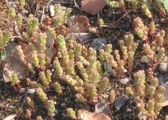 Sedum arenarium