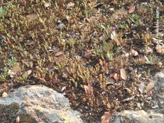 Sedum arenarium