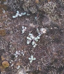 Sedum pedicellatum