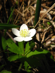 Anemonastrum baicalense