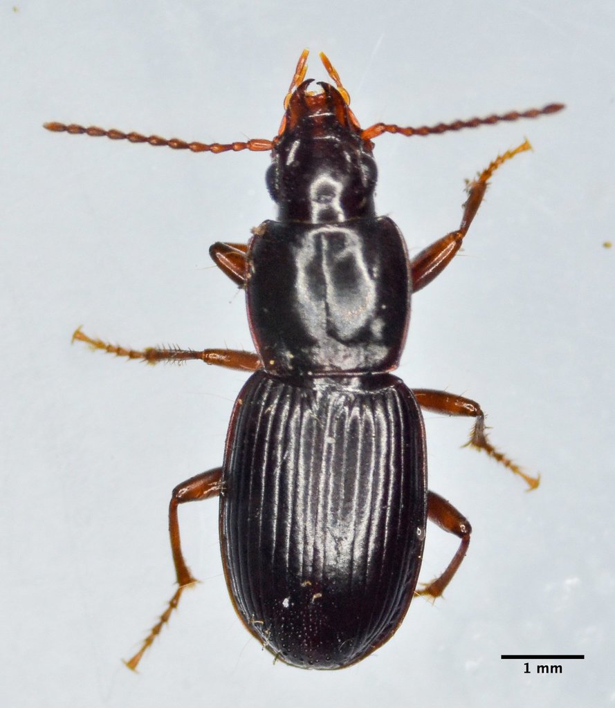 Pterostichus fuchsi