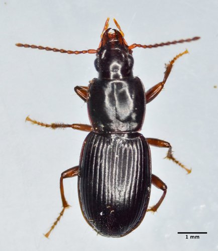 Pterostichus fuchsi