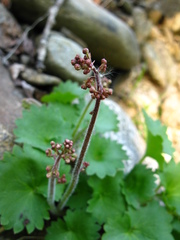 Micranthes nelsoniana aestivalis