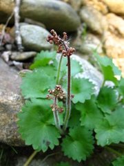 Micranthes nelsoniana aestivalis