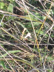 Vicia lutea