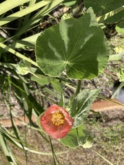 Abutilon hulseanum