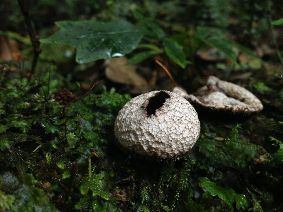 Lycoperdon compactum image