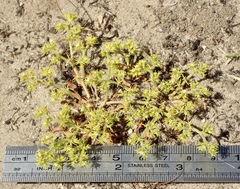 Chorizanthe procumbens