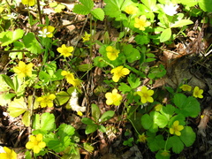 Waldsteinia ternata
