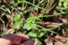 Veronica sublobata