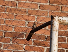 Pyrocephalus rubinus