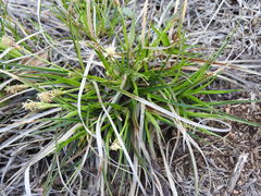 Carex tonsa rugosperma