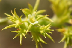 Chorizanthe procumbens