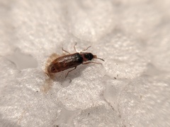 Mauroniscidae