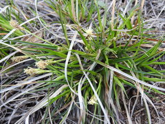 Carex tonsa rugosperma