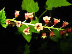 Ribes atropurpureum