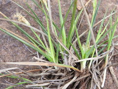 Carex tonsa rugosperma