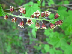 Ribes atropurpureum