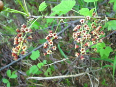 Ribes atropurpureum