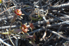 Tulbaghia dregeana