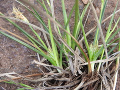 Carex tonsa rugosperma