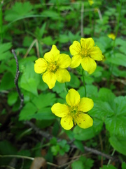 Waldsteinia ternata