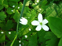 Anemonastrum baicalense