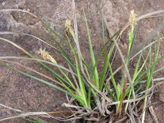 Carex tonsa rugosperma