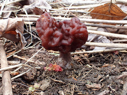 False Morel
