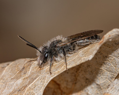Andrena erigeniae