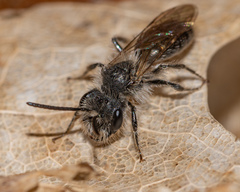 Andrena erigeniae