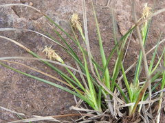 Carex tonsa rugosperma