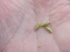 Carex tonsa rugosperma