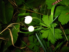 Anemonastrum baicalense