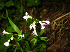 Cardamine trifida
