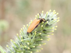Anostirus castaneus
