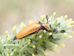 Anostirus castaneus