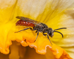 Sphecodes ranunculi