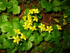 Waldsteinia ternata