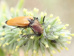 Anostirus castaneus