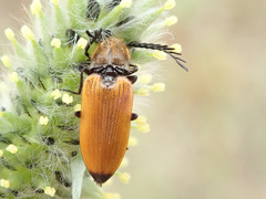 Anostirus castaneus