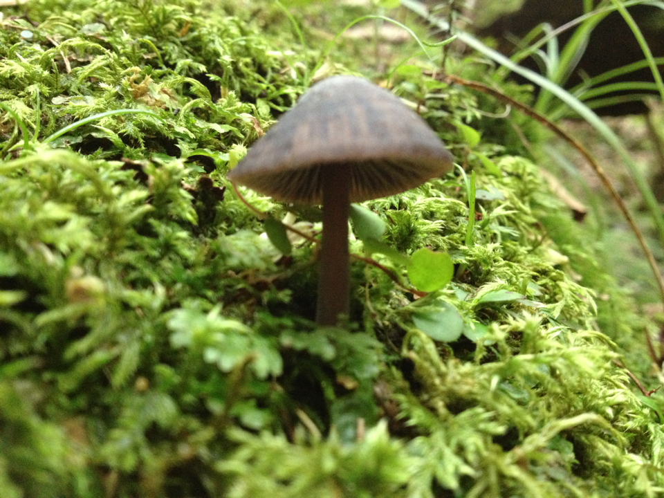 Entoloma translucidum image